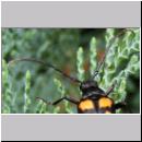 Leptura quadrifasciata - Vierbindiger Schmalbock 05.jpg